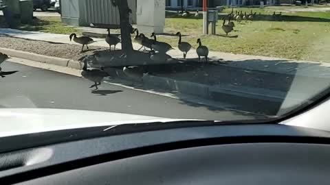 Why Did the Geese Cross the Road?