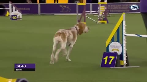 Best of Masters Agility Championships from Westminster Kennel Club | FOX Sports