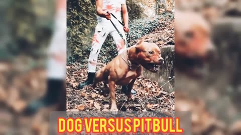 Dog versus Pitbull