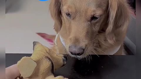 #i won't eat, leave it to you #funydogvideo