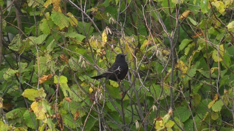A bird - Eurasian Blackbird ( Turdus merula ) sitting in a bush
