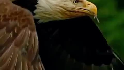 #baldeagle#pant#plzviral