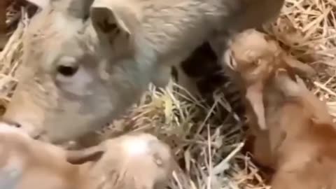 A goat is washing its cubs