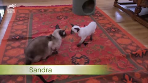 Protective First-Time Mom Looks After Her Curious Siamese Kittens | Too Cute!