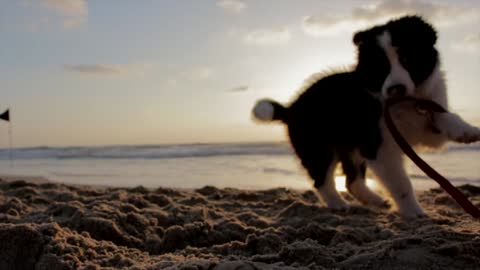 Cute and Funny Dog playful beach