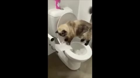 Funny animal video that can make you laugh truely