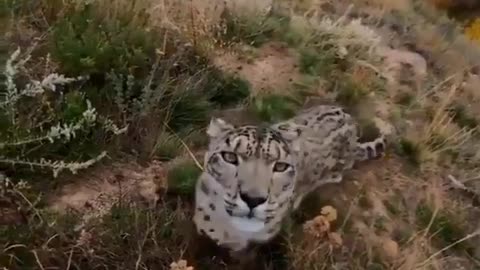 Great leopard moving in front of the camera