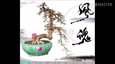 Bonsai inspiration from china