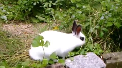 The Panda Bunny