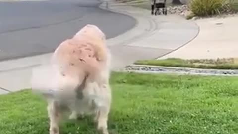 Every morning this senior dog waits for her friend during his daily walks