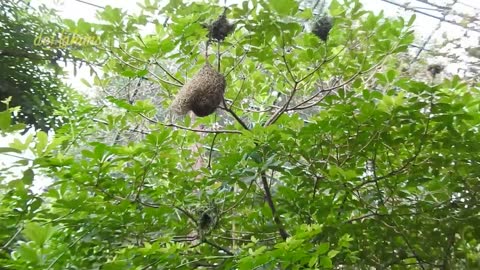 Aviary is a comfortable bird sanctuary