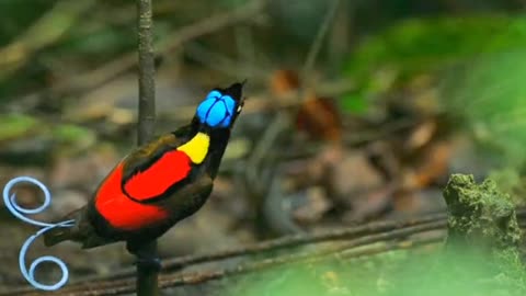 World beautiful bird lives alone in forests.