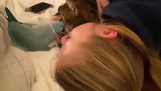 Pretty Parakeet Gets Jealous of Cat