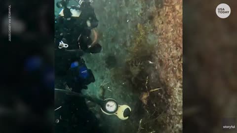 Spider crabs give a warm reception to diver visiting their habitat | USA TODAY