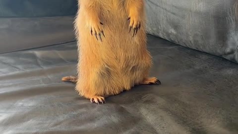 poppy the prairie dog