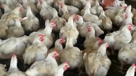 The secrets to mixing broilers feeds