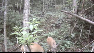 Deer mineral lick trail cam