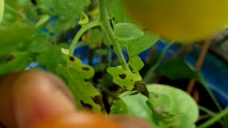 Quick Garden Harvest #26 #vegetablegarden