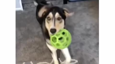 Dog showing his happy feet