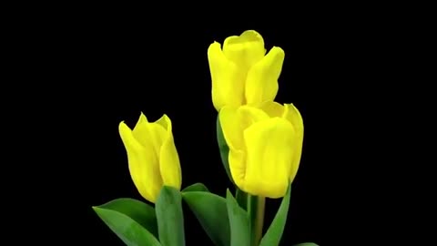 Tulips Flowers Blooming Time-lapse