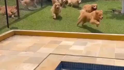 Lab’s Swimming