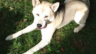 Huskitas, Mastimute, and Pitbull play together