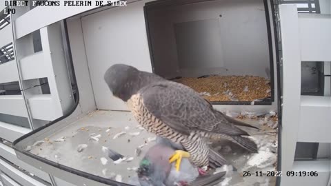 A Dove that picked the wrong Nest😯😮😳🤦‍♂️