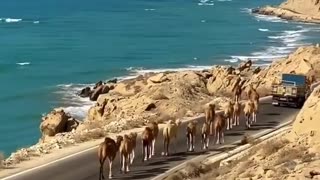 Camels and the Persian Gulf