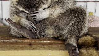 Rescued Raccoon Sleeps Sitting Up