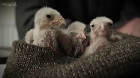 Kestrel Dad Learns to Care for Chicks After Mum Disappears-3