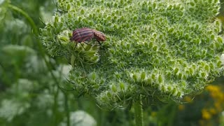 Two unusual insects