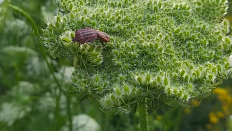 Two unusual insects