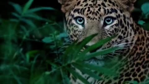 The animal world leopard transition