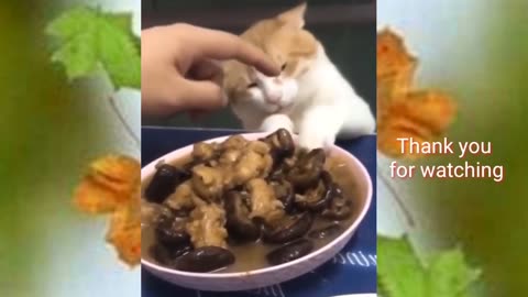 It's time for Super Laugh - Best FUNNY CAT video