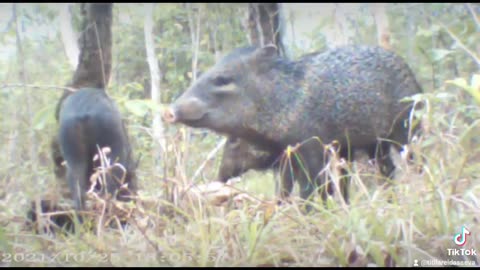 Seva boa de cateto anta e macaco captura com câmera PR300