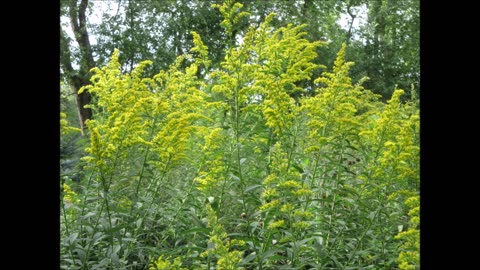 Clusters Of Gold Florets Goldenrod August 2022