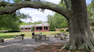 500 Year Old Oak Trees