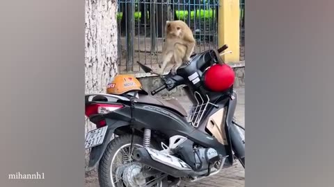 "Funny ANIMALS Videos 🤣 Funniest CATS😺 and DOGS 🐶