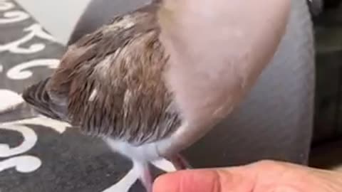 Amazing bird 🐦 trending video