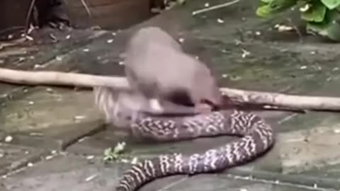 Mongoose vs cobra