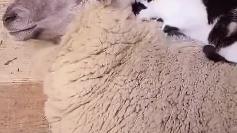 Kind Mother Sheep