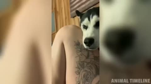 Funniest Husky Videos | Funny and Cute Huskies Compilation
