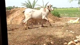 A good Gir cow of India