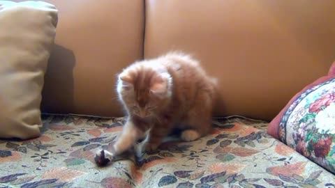 cute kitten playing with his toy mouse in bed gets distracted with his tail