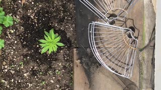 Cannabis Garden Update: April 2024