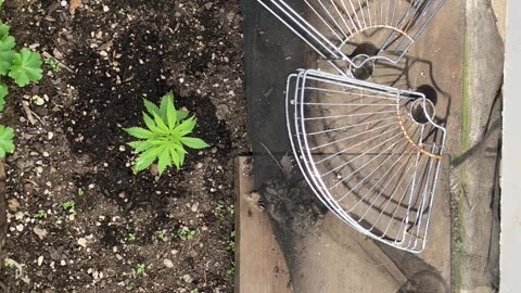 Cannabis Garden Update: April 2024