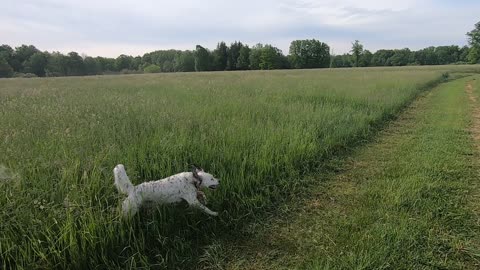 Roy in the hay field