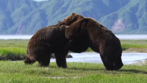 Clash of Titans: Intense Battle Between Two Massive Bears 🐻🐾💥