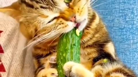 Funny Cat Videos Compilation 😹