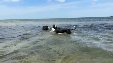 Great Danes love to bounce and splash in the surf